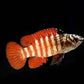 Black Tiger Badis (Dario sp. 'Myanmar') Afishyonados