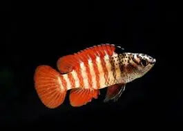 Black Tiger Badis (Dario sp. 'Myanmar') Afishyonados