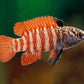 Black Tiger Badis (Dario sp. 'Myanmar') Afishyonados