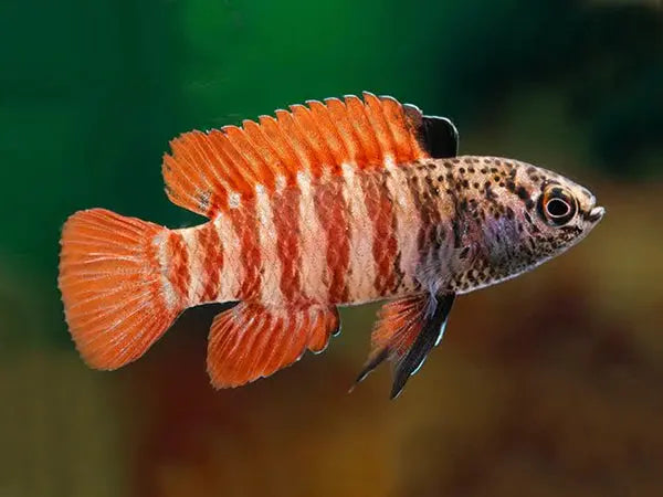 Black Tiger Badis (Dario sp. 'Myanmar') Afishyonados