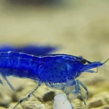 Blue Cherry Shrimp Afishyonados