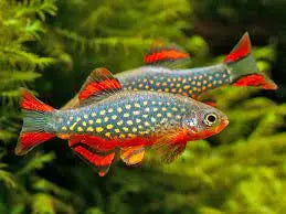 AfishyonadosCelestial Pearl Danios Galaxy RasboraRasboras