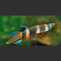 Clown Killifish Epiplatys Annulatus Banded Panchax Afishyonados