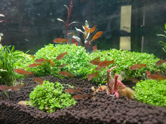 Ember Tetras Afishyonados