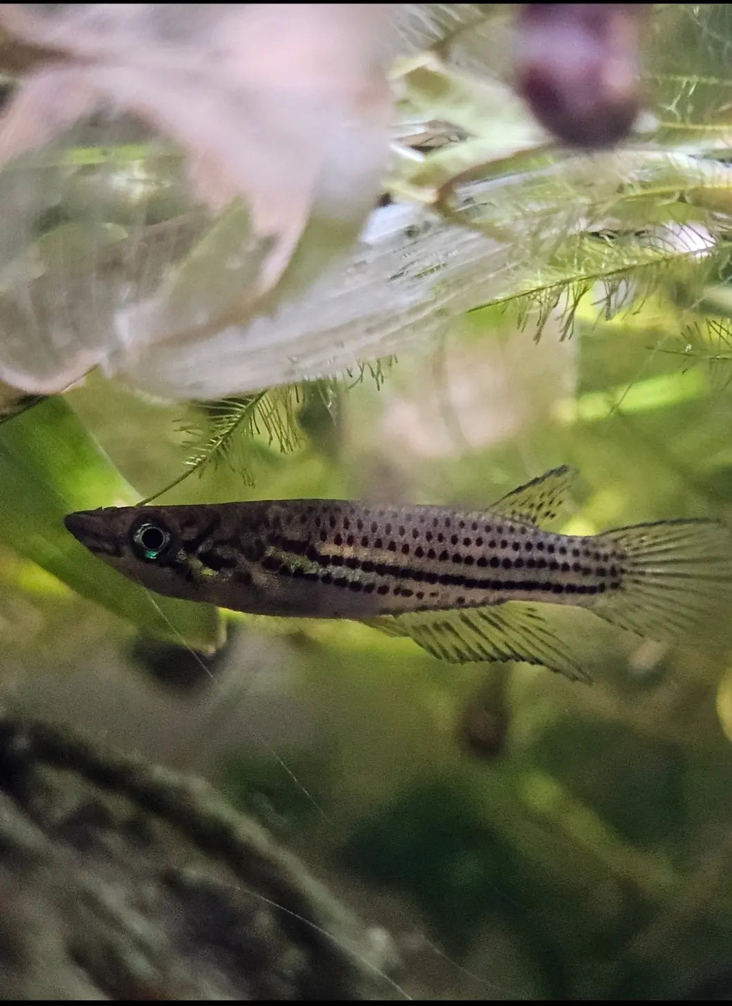 Epiplatys chevalieri Killifish F1 Afishyonados