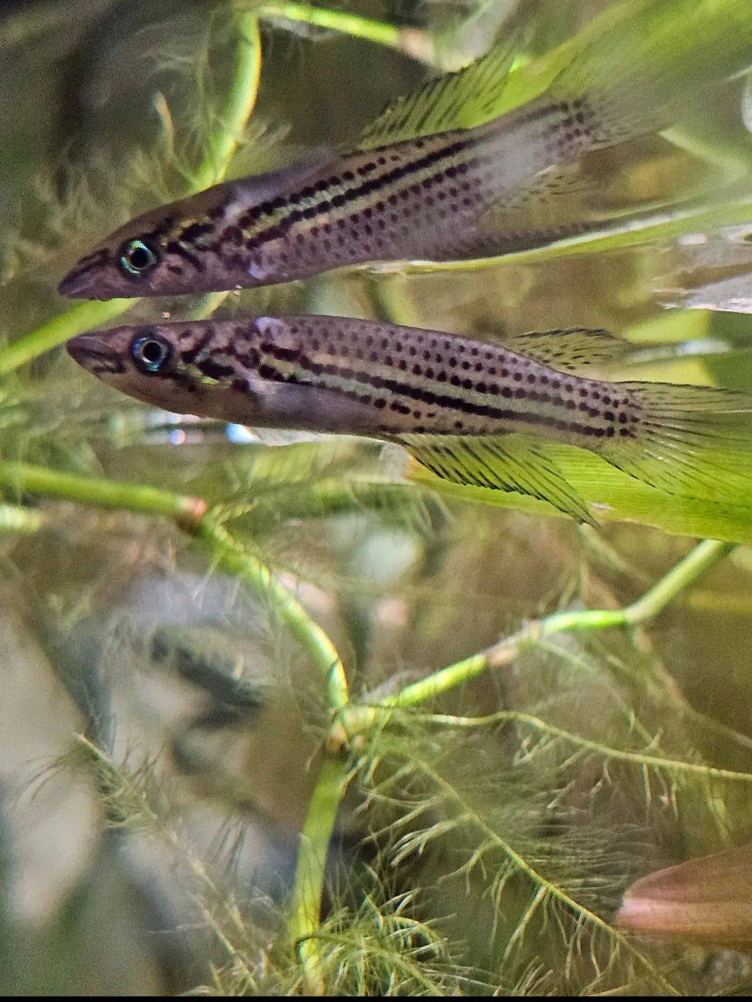 Epiplatys chevalieri Killifish F1 Afishyonados