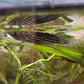 Epiplatys chevalieri Killifish F1 Afishyonados