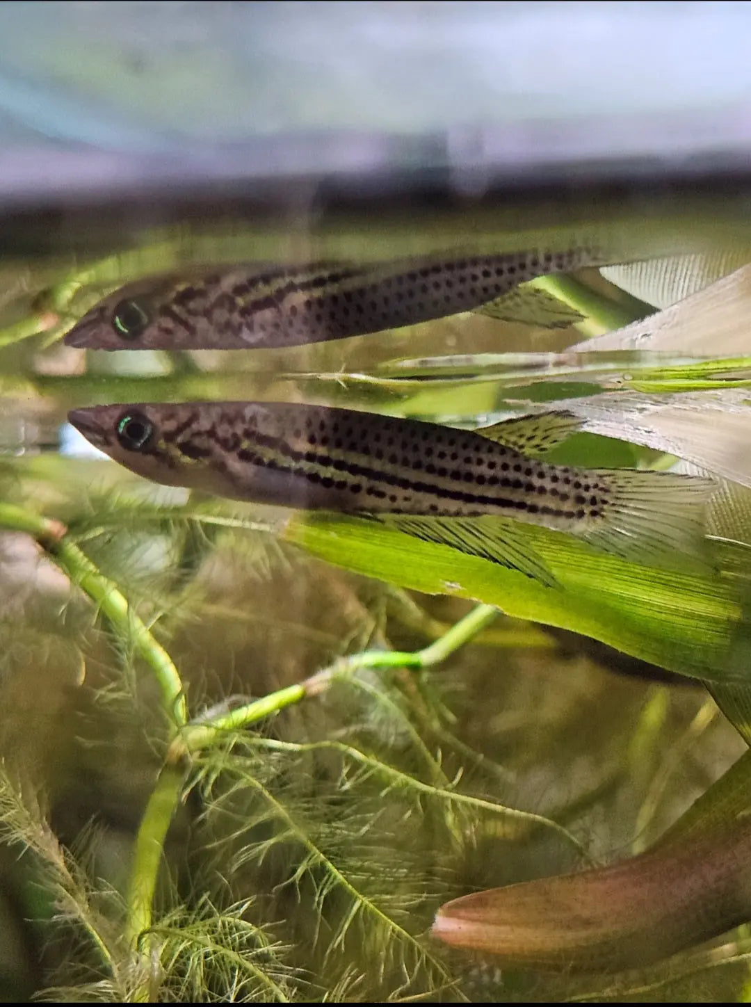 Epiplatys chevalieri Killifish F1 Afishyonados