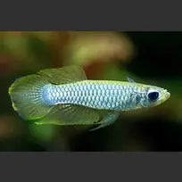 Killifish Normans Lampeye Poropanchax Normani Afishyonados