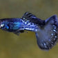 Metal Snakeskin Bluetail Guppy Pairs Afishyonados