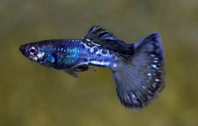 Metal Snakeskin Bluetail Guppy Pairs Afishyonados