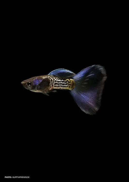 Metal Snakeskin Bluetail Guppy Pairs Afishyonados