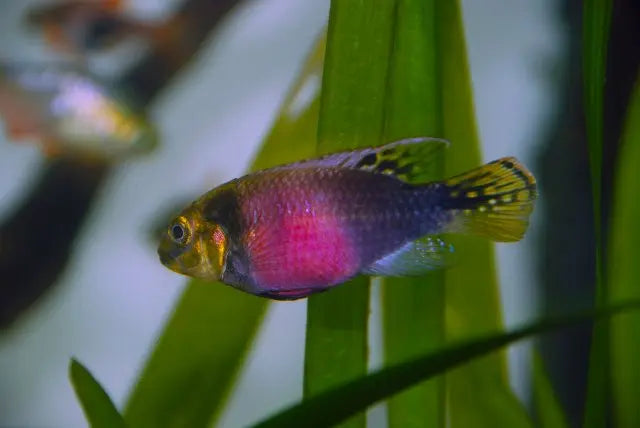 Pelvicachromis Subocellatus Afishyonados