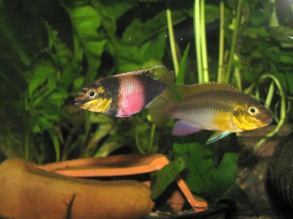 Pelvicachromis Subocellatus Afishyonados