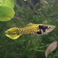 AfishyonadosPure Line Yellow Tiger Endler Guppy 2-3cm - PAIRSEndler