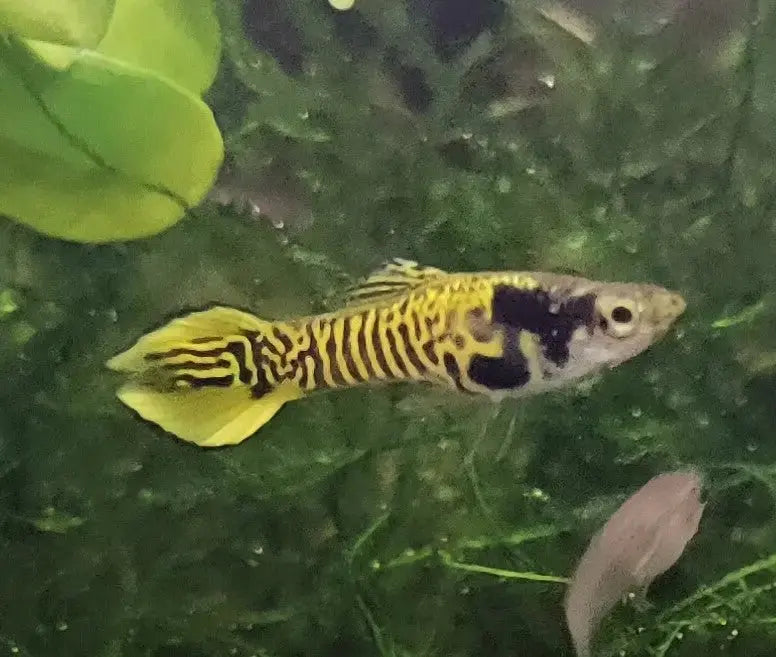 AfishyonadosPure Line Yellow Tiger Endler Guppy 2-3cm - PAIRSEndler