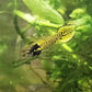 AfishyonadosPure Line Yellow Tiger Endler Guppy 2-3cm - PAIRSEndler