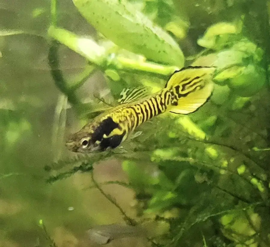 AfishyonadosPure Line Yellow Tiger Endler Guppy 2-3cm - PAIRSEndler