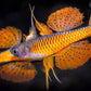 Red Neon Blue Eye (Pseudomugil Luminatus) Afishyonados