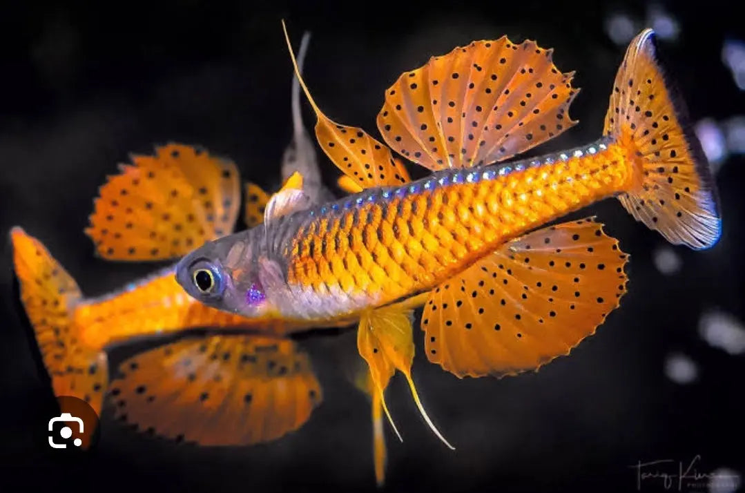 Red Neon Blue Eye (Pseudomugil Luminatus) Afishyonados