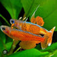 Red Neon Blue Eye (Pseudomugil Luminatus) Afishyonados