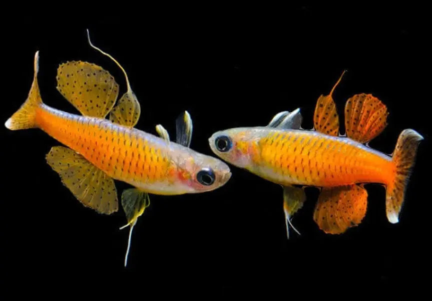 Red Neon Blue Eye (Pseudomugil Luminatus) Afishyonados