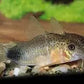 AfishyonadosSmudge Spot Cory Catfish (Corydoras similis)Corydora