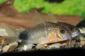 AfishyonadosSmudge Spot Cory Catfish (Corydoras similis)Corydora