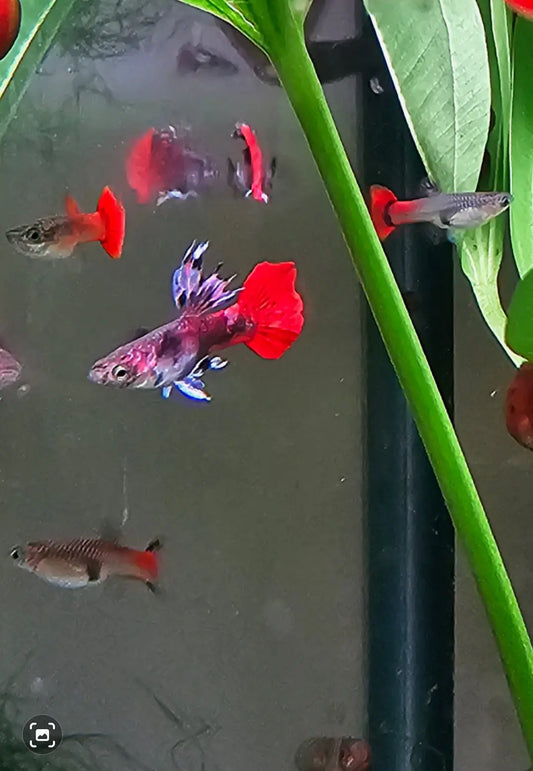 Unicorn Guppy Pairs Afishyonados