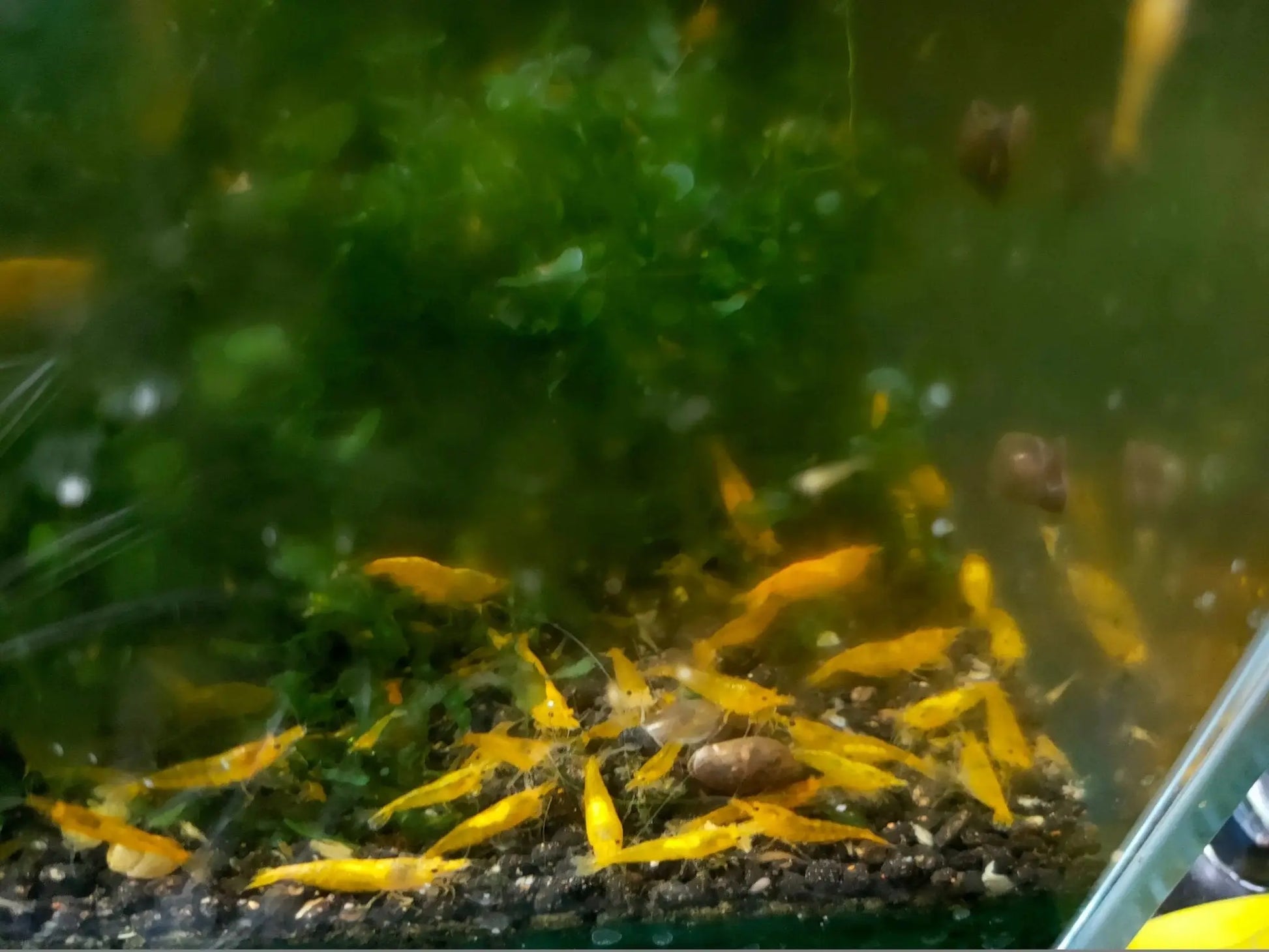 AfishyonadosVery High Grade Yellow Cherry Shrimp (Neocaridina davidi var. "Yellow")Shrimp