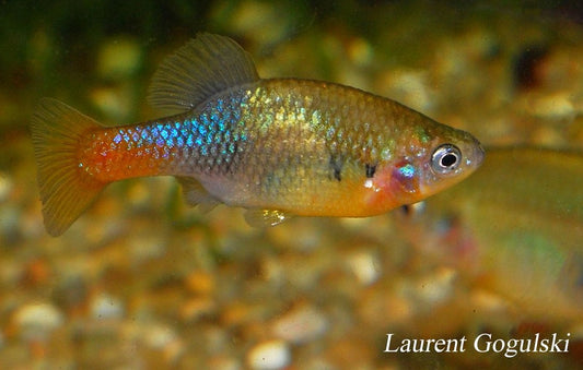 ***Critically Endangered***    Red Tail Goodeid Juveniles are finally available Afishyonados