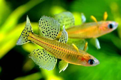 AfishyonadosSpotted Blue Eyes Cadell River Pseudomugil GertrudaeRainbows